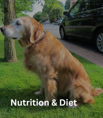 Nutrition & Diet of Senior/ Old Dogs
