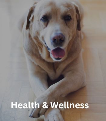Senior Dogs' Health and Wellness